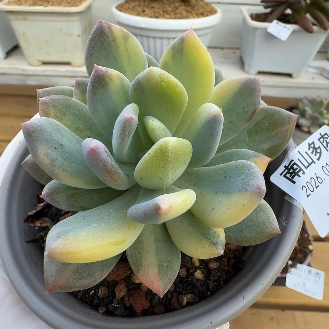 灰姑娘拉丝锦1101-10