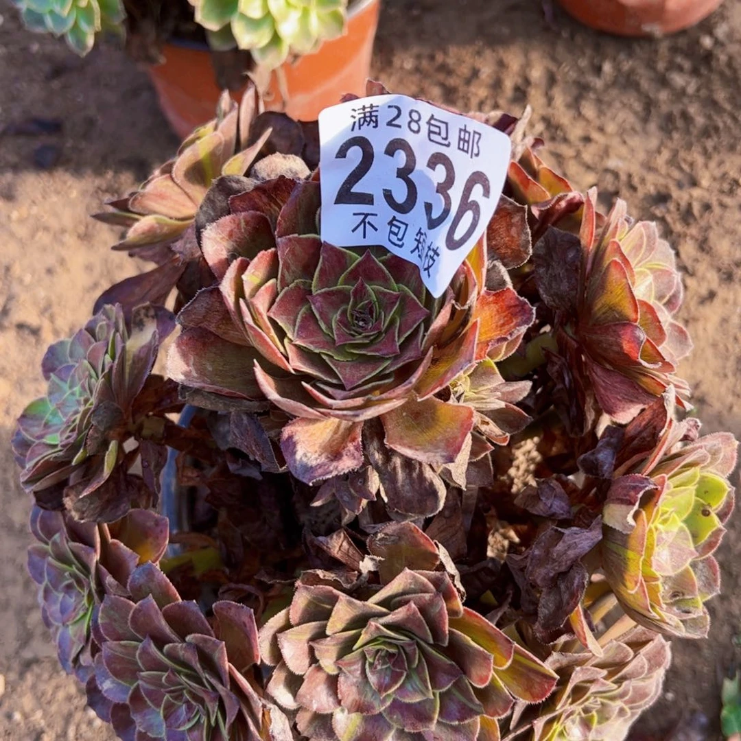 花月夜多肉植物2336