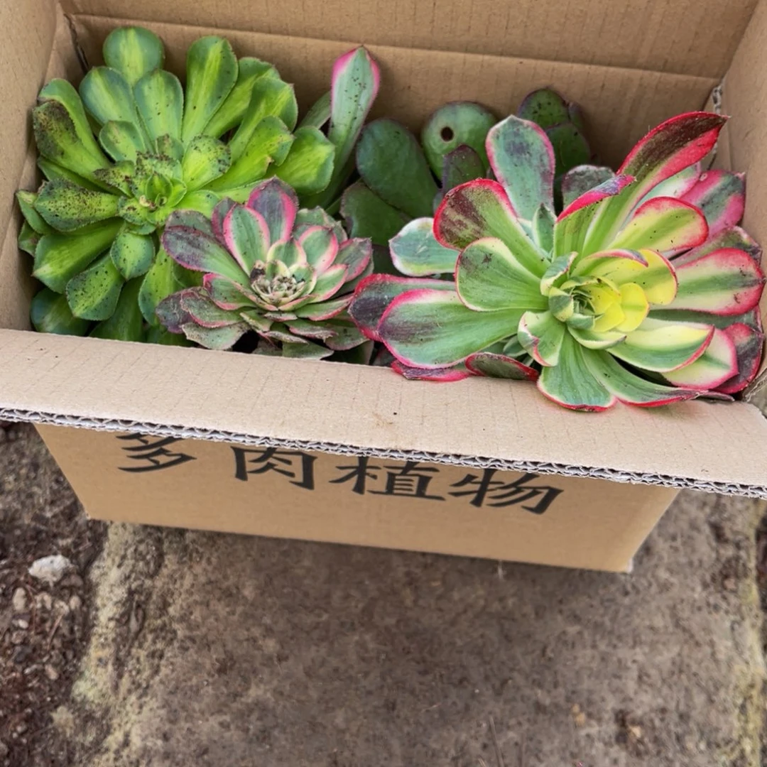 176箱拍无售后大小都有