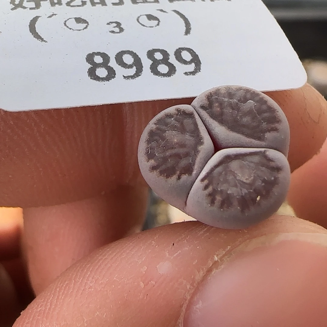 8989。默认脱土。18包邮。偏远88包邮