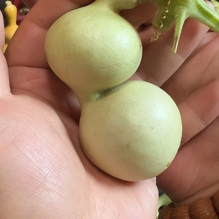 但***海弓背贴肚蚂蚁葫芦