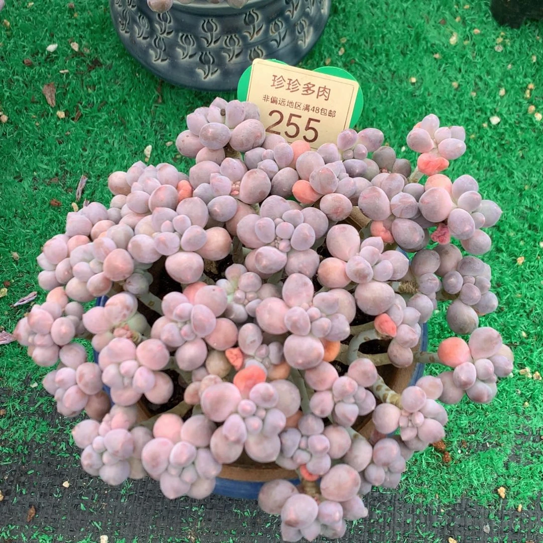 丸叶星黛露无砍平头255