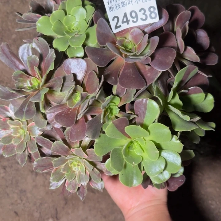 24938灰姑娘多肉植物
