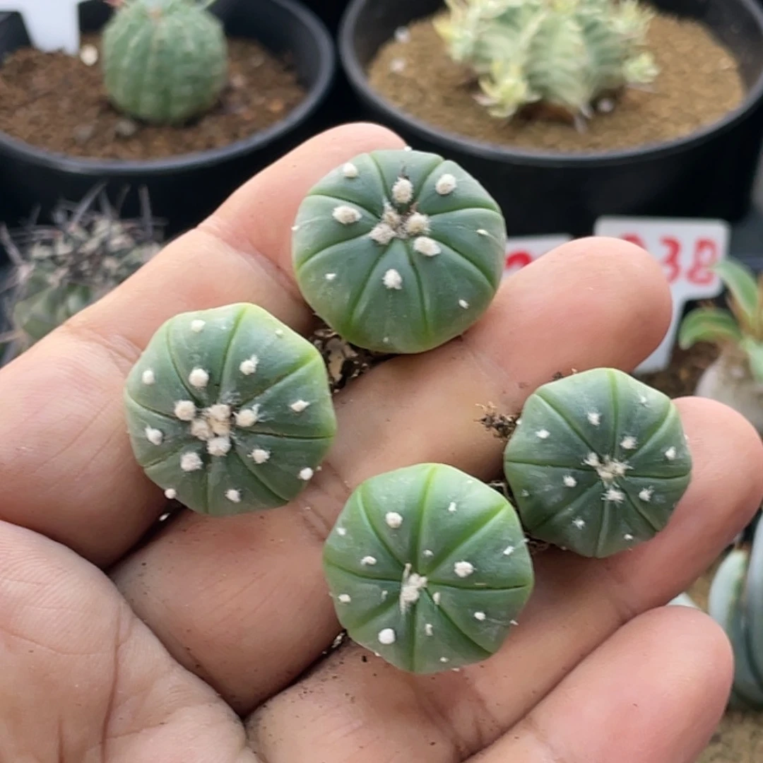 长***长粉丝专拍仙人球多肉