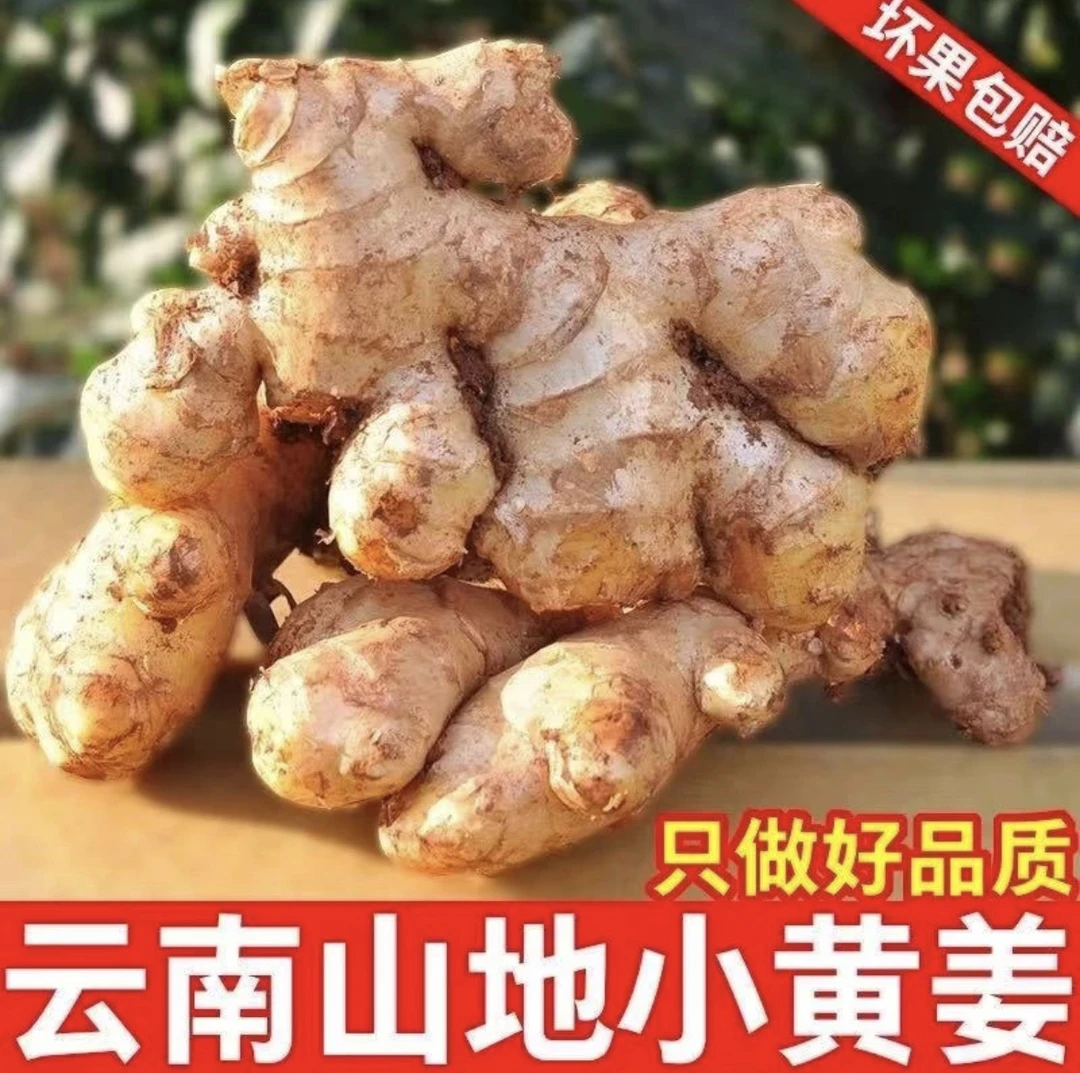 云南小黄姜现挖老姜新姜3斤/5斤/9斤新鲜净重生姜鲜姜调味母姜