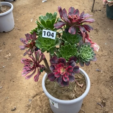 用****4104嫁接多肉法师