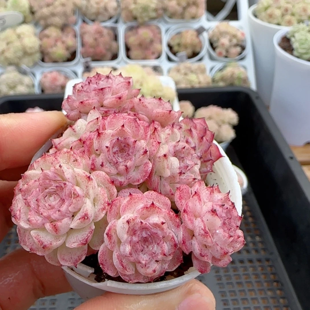 【闪购商品】0217-8小魔仙优选