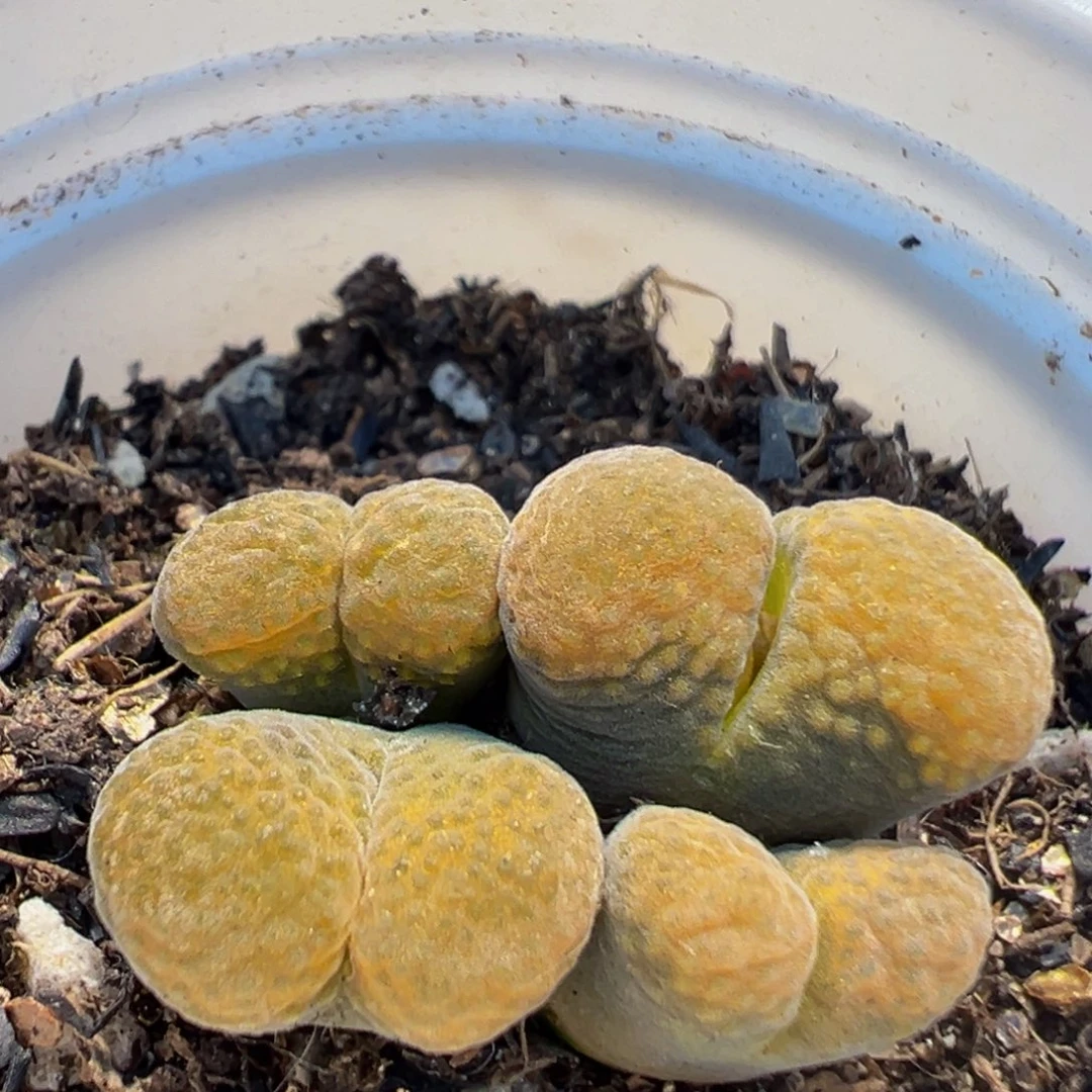 64多肉植物百科植物
