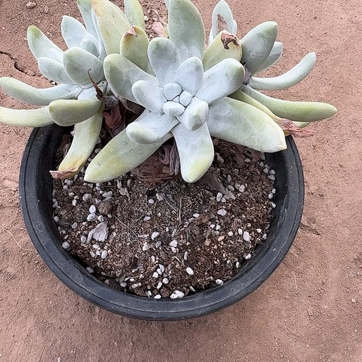 听***东多肉植物一物一拍