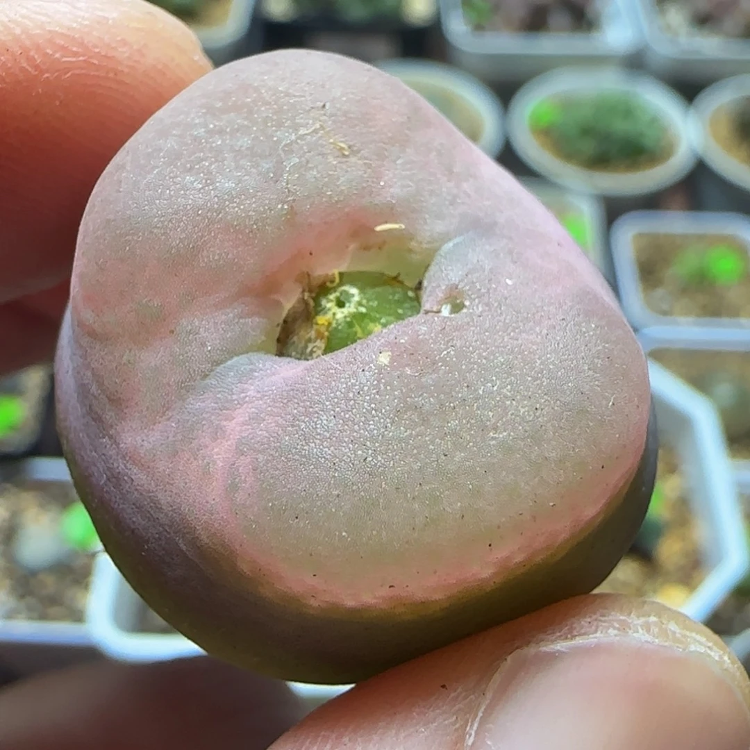 粉体漂亮多肉植物228