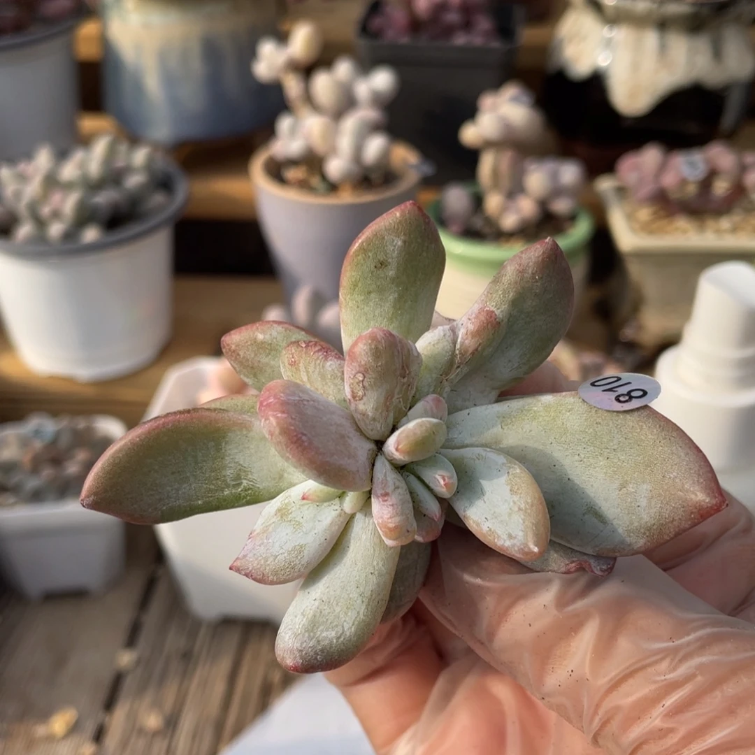 溏心雪天使多肉植物