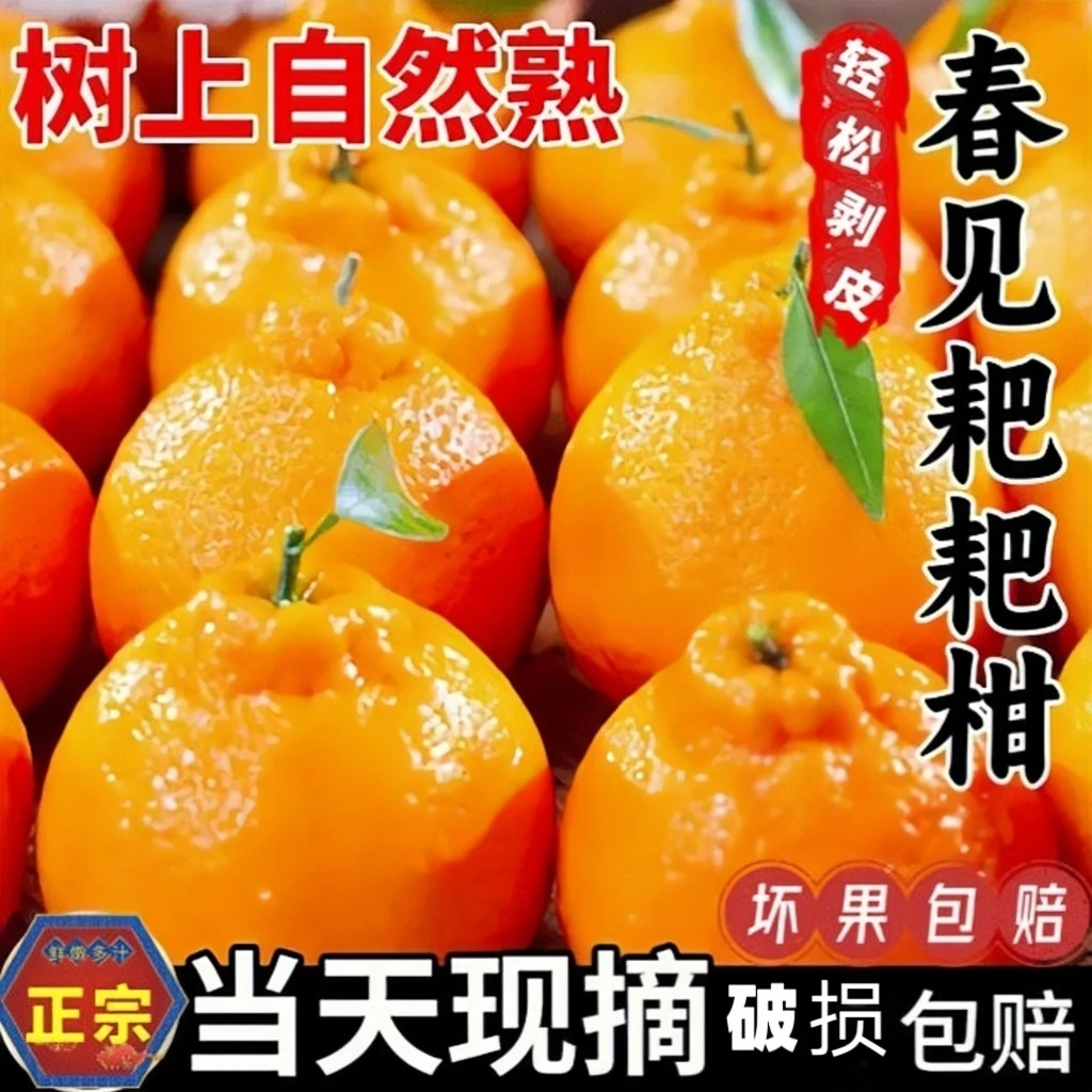 正宗四川春见耙耙柑丑桔不知火丑橘当季新鲜水果产地直发橘子柑橘