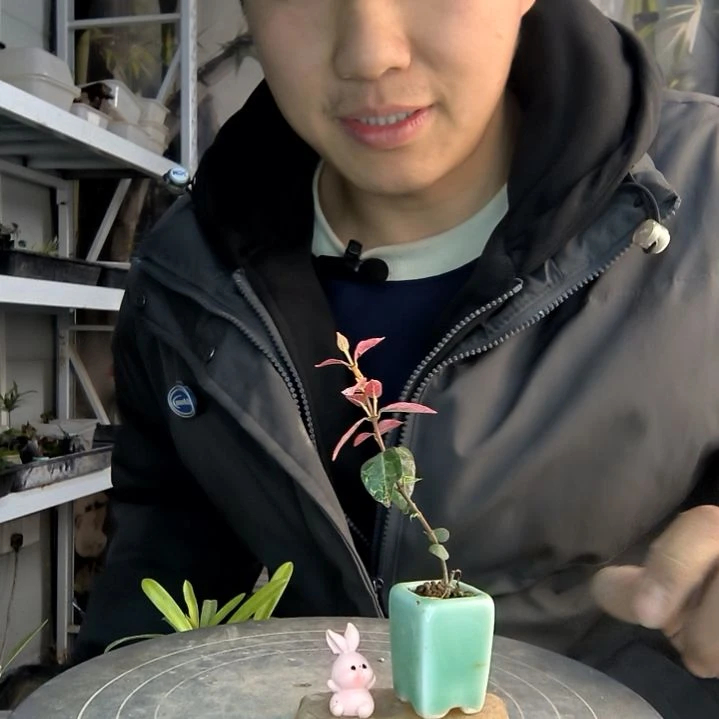 ＋小盆景小植物一物一拍125