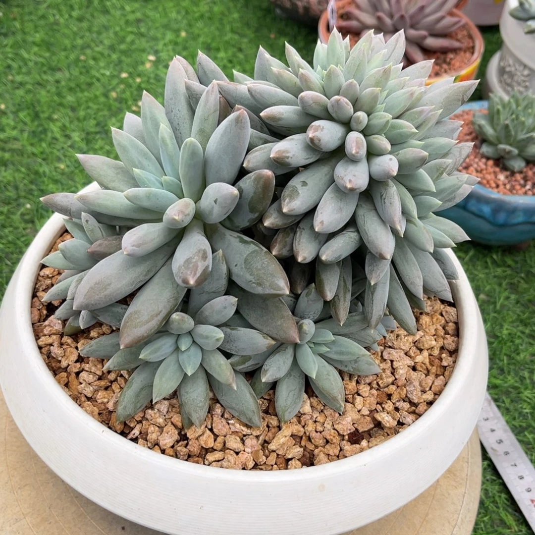 贝***儿多肉植物哥特萝莉