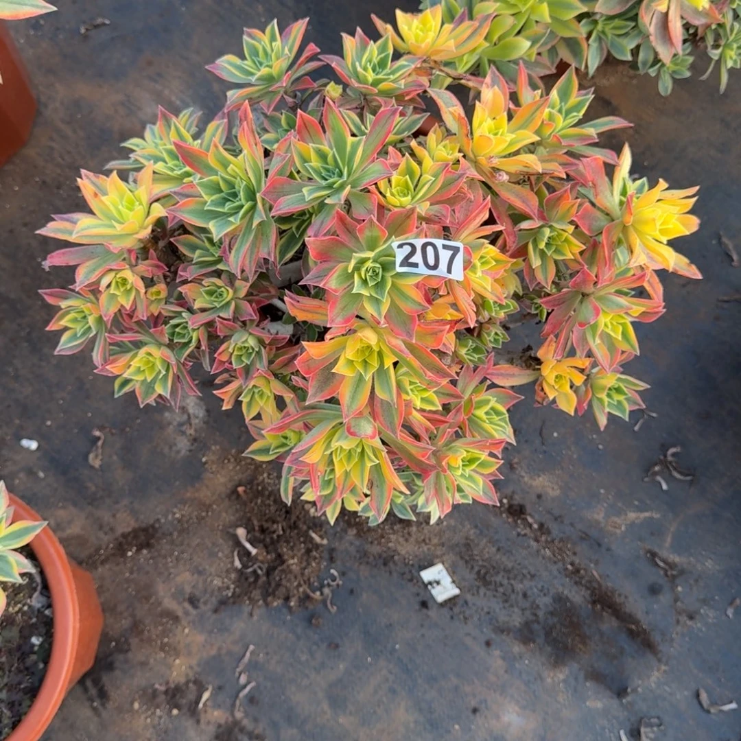 207多肉植物枫叶有砍