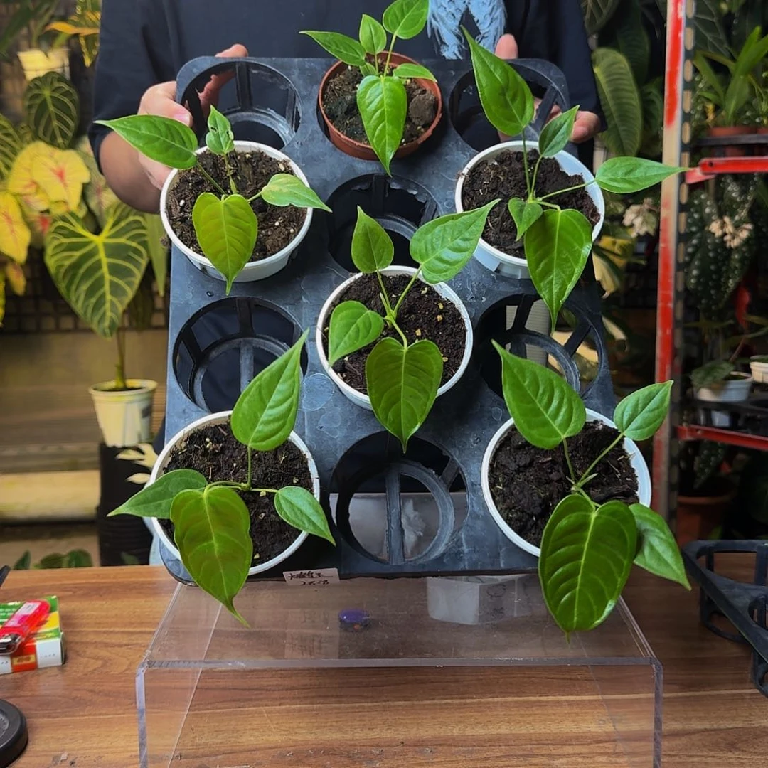 完全开放一物一拍火鹤王