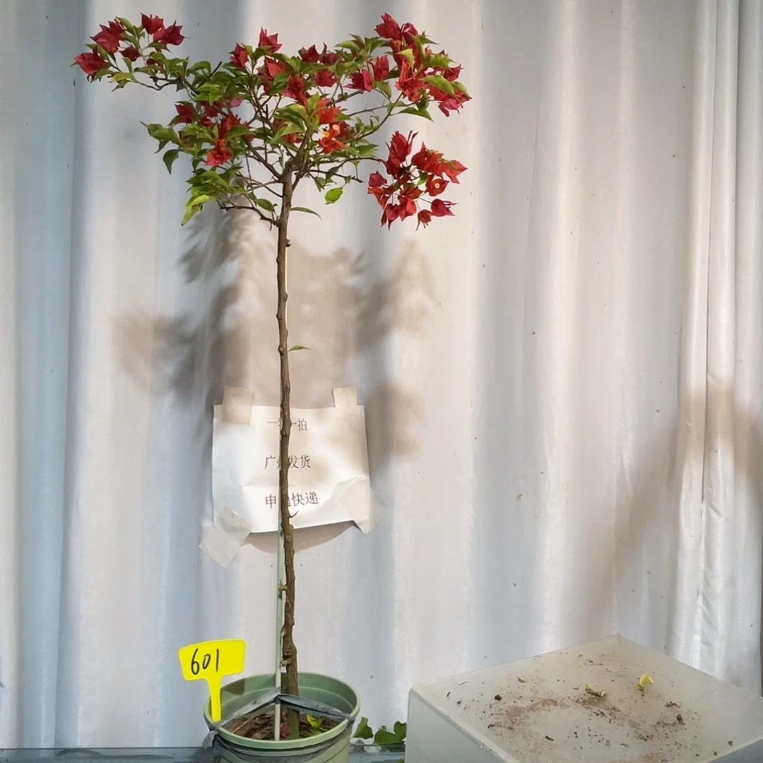 当前无花栽培后可以开花601热火桑巴扦插