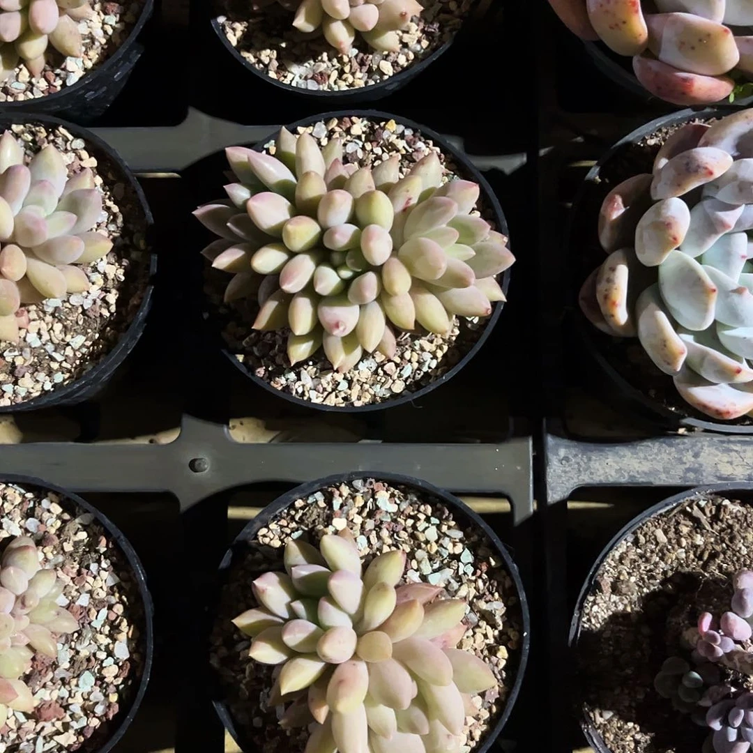 醉531多肉植物提取萃取剂中添加