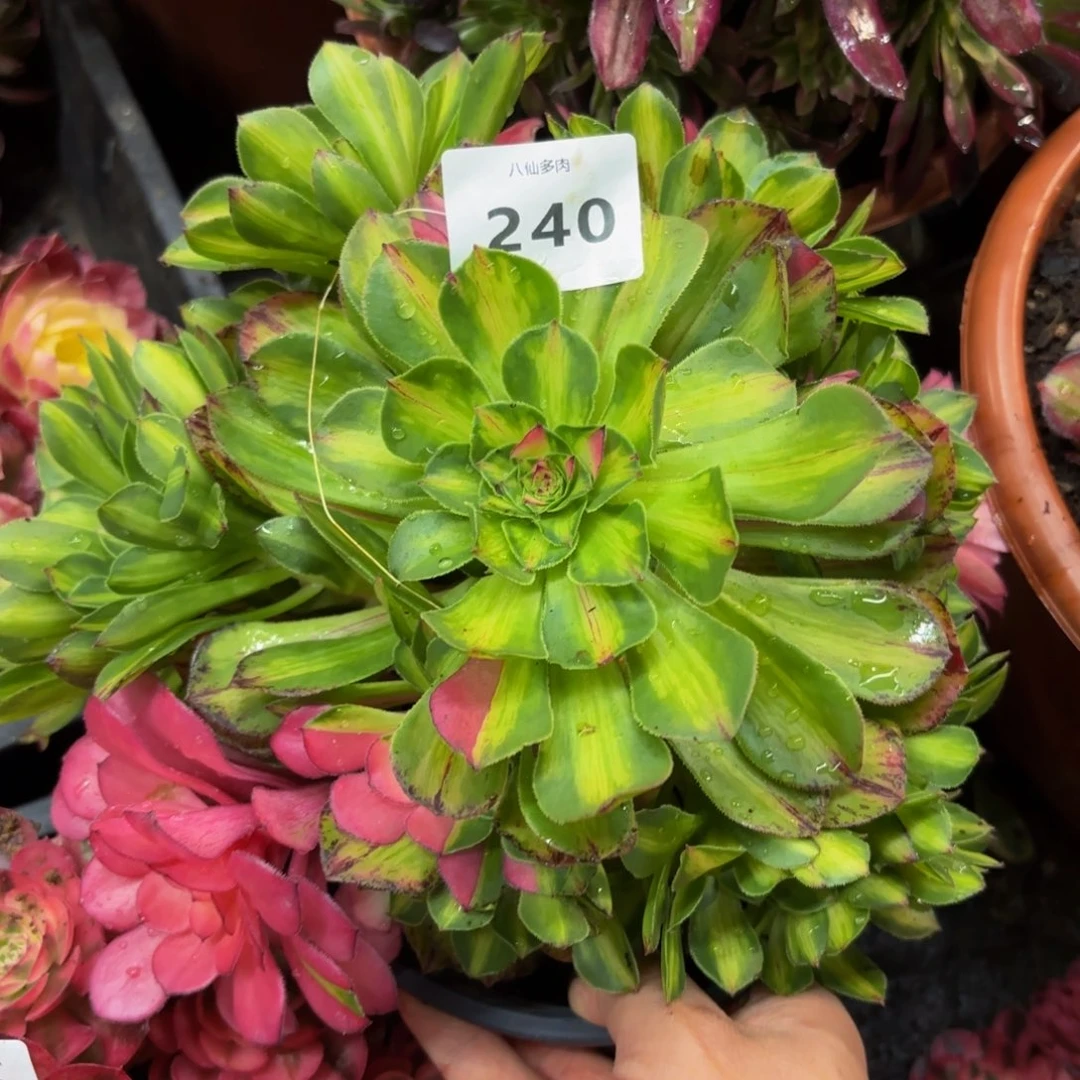 240多肉植物知否无根