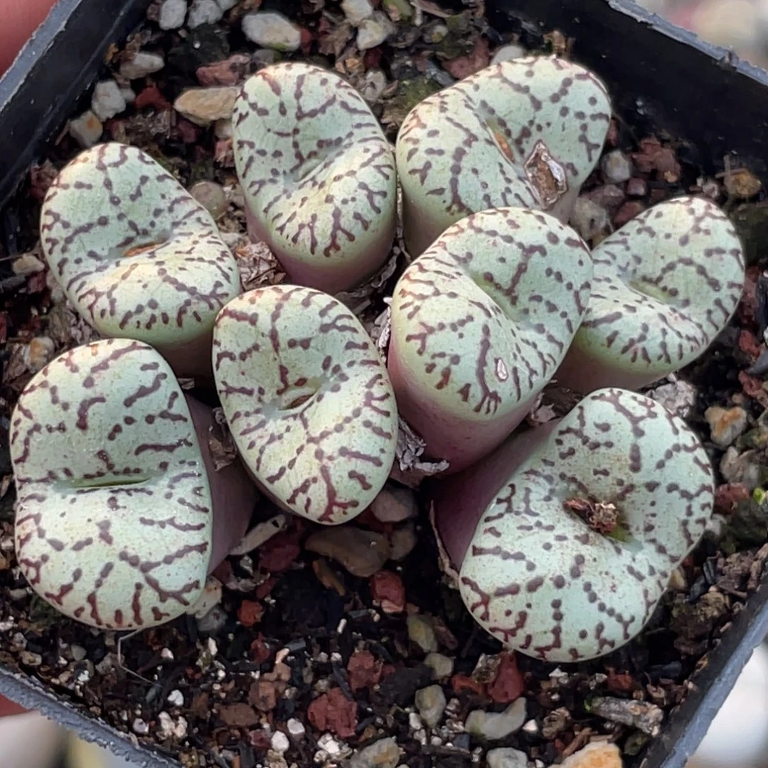 青白底猴杂墨安贞