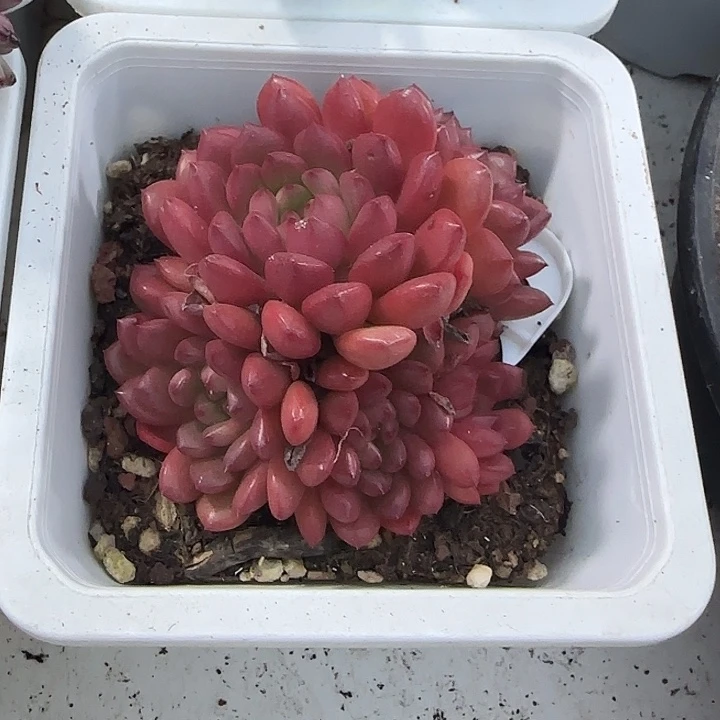 青蛙王子儿童牙膏11