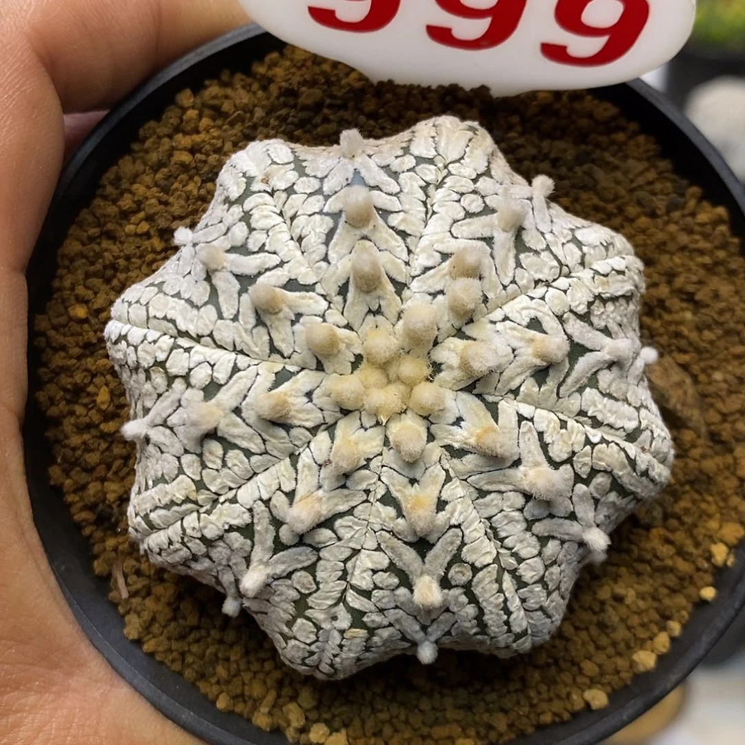 999福利特健健康康顺