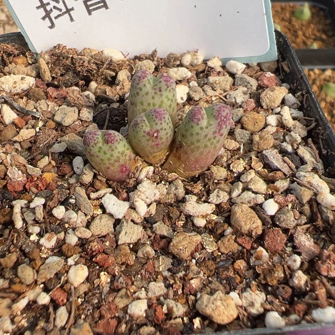31-163肉锥多肉植物，
