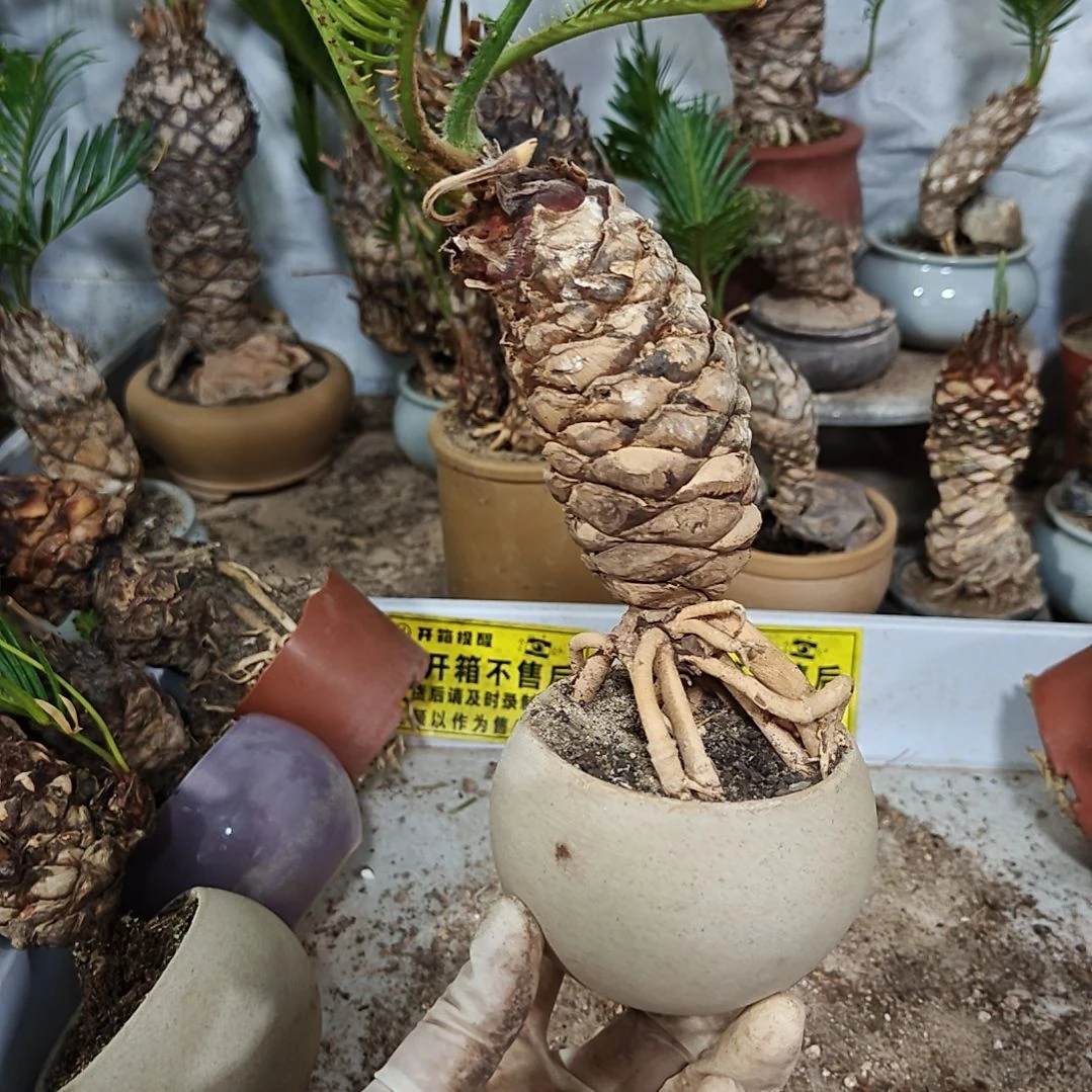 *****无花朵白鳞铁盆景基地价