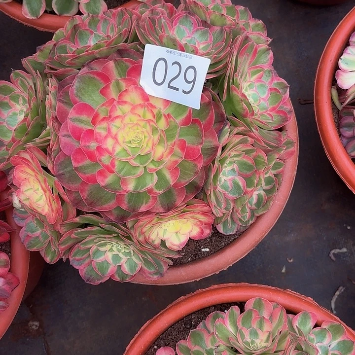 多肉植物福利来029个