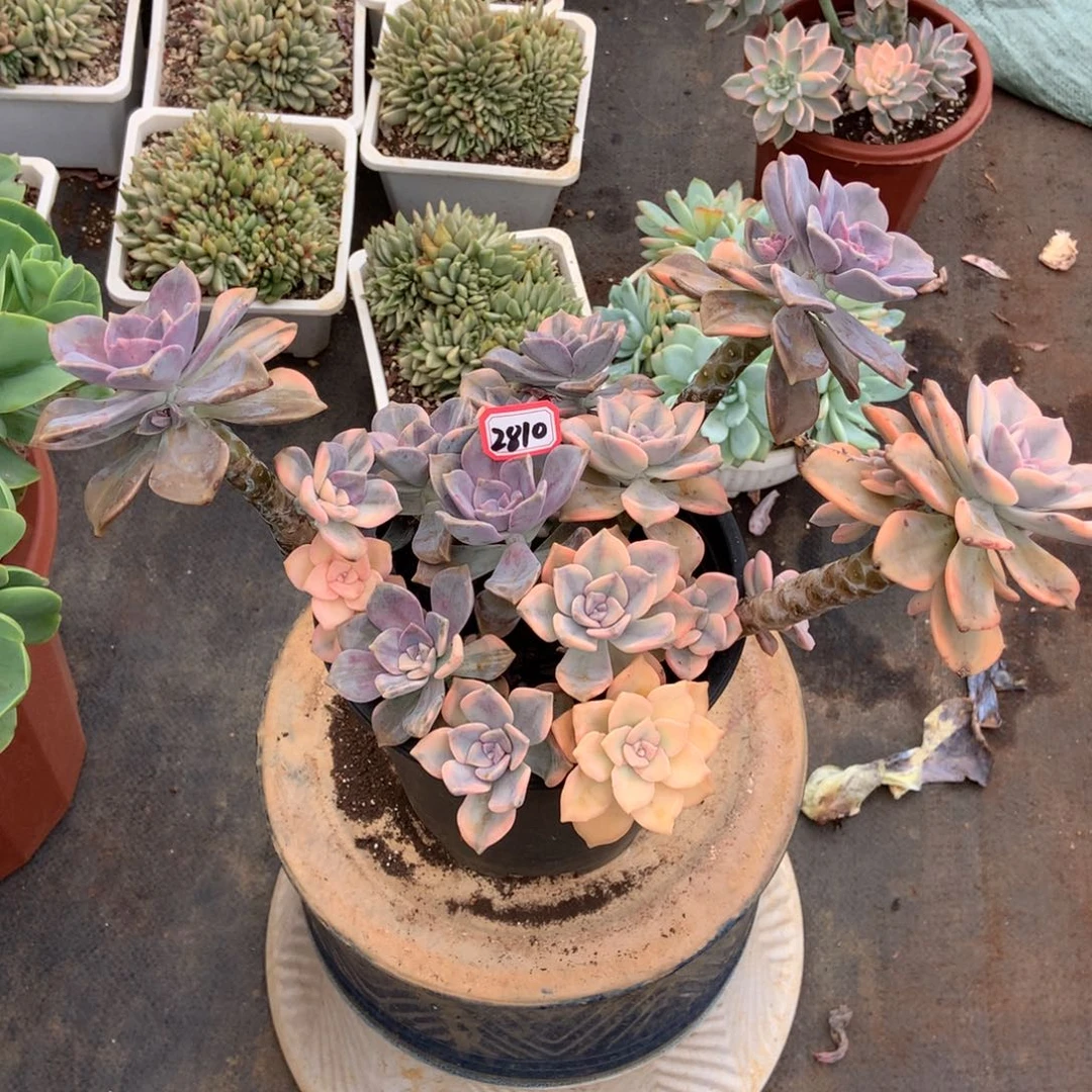 紫乐锦2810晓晓一物一拍