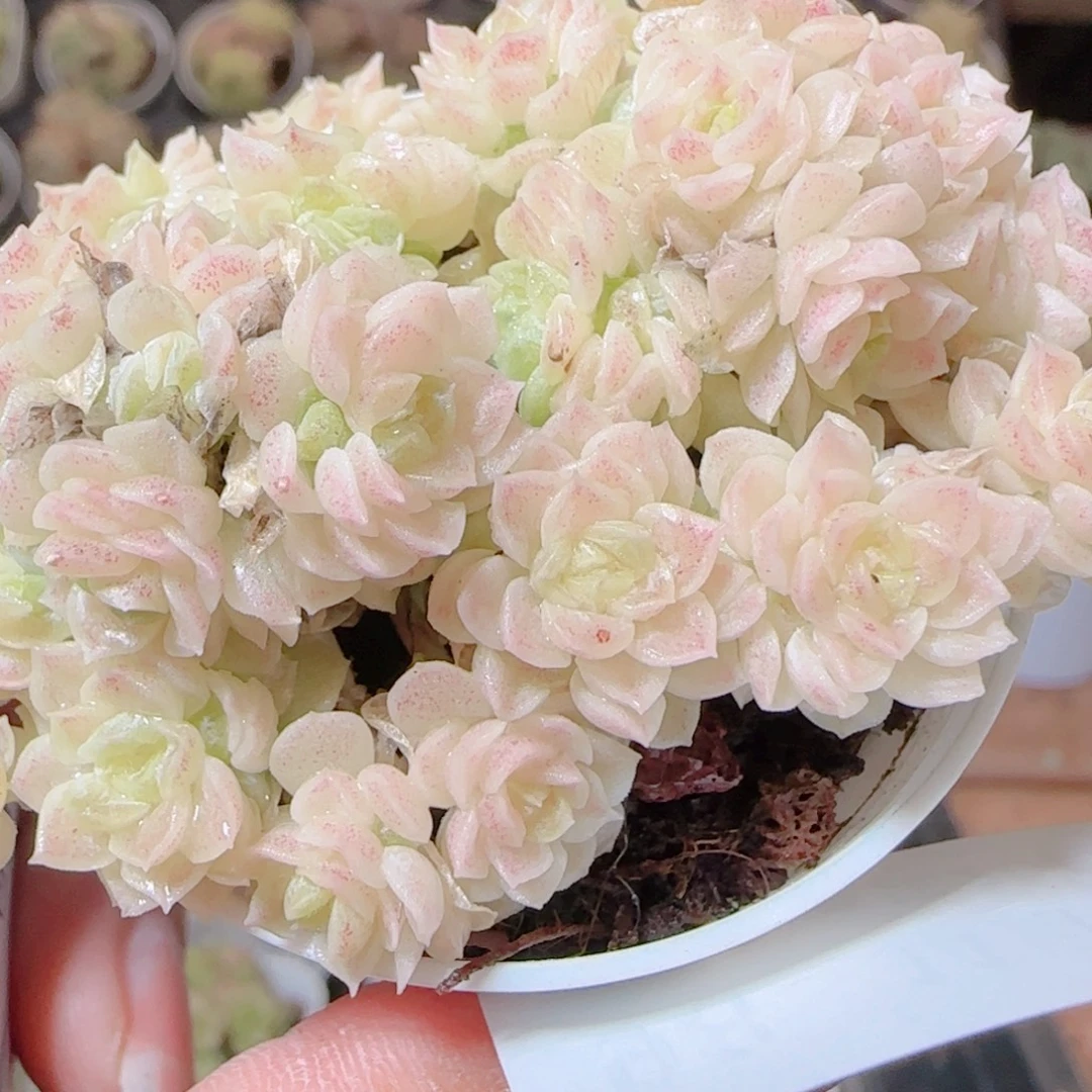 鹅***哈花语逸镜1117-98散