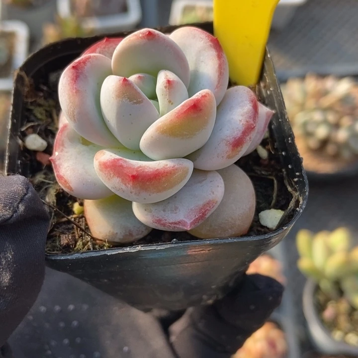 873星星雪多肉植物保护