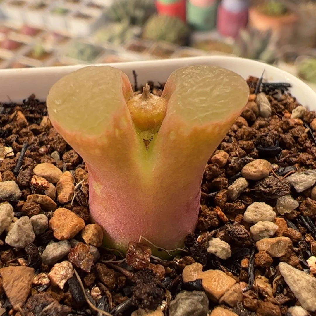 074多肉植物百科