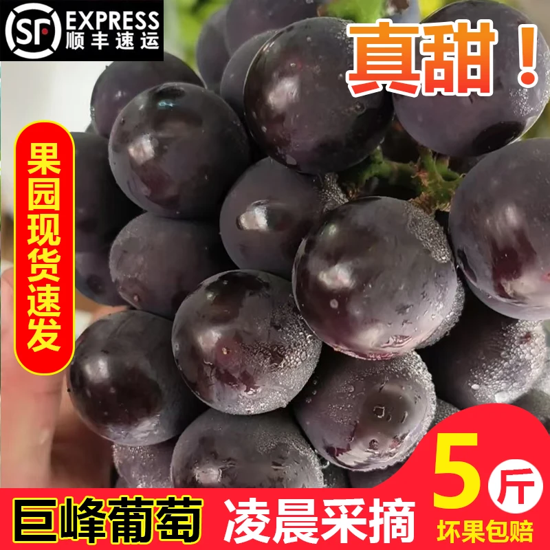 正宗广西桂林巨峰葡萄水果新鲜当季时令孕妇自然熟现摘现发整箱