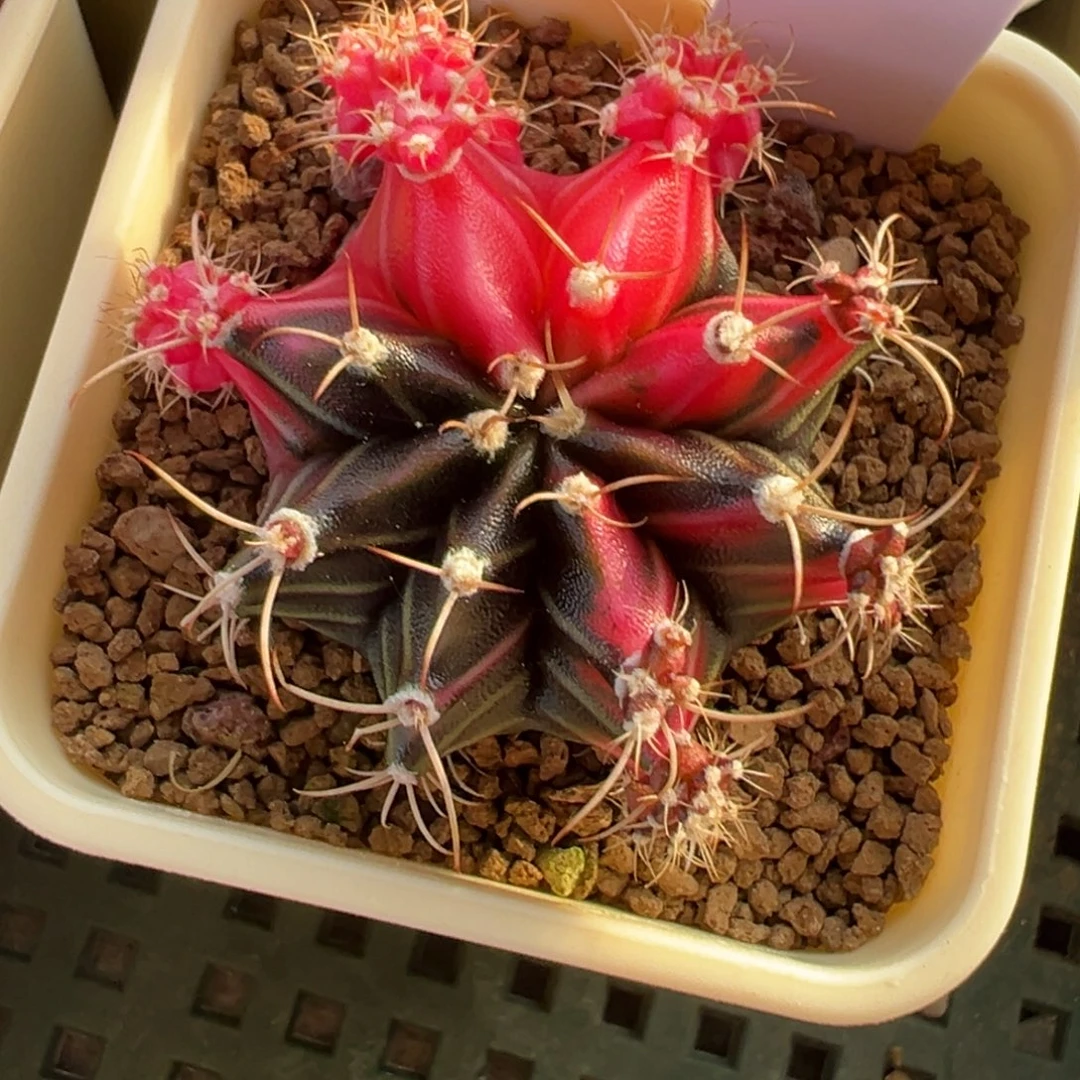 576 好看的米哈冲冲冲