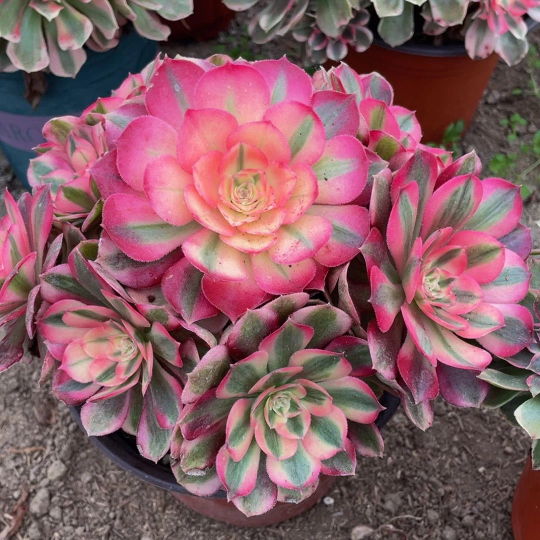 014倾城精品法师老桩