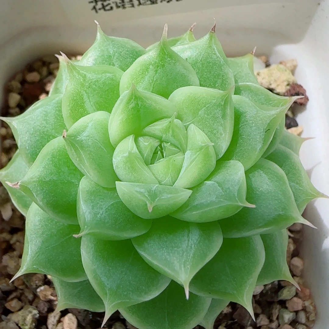 花语逸镜0923-231