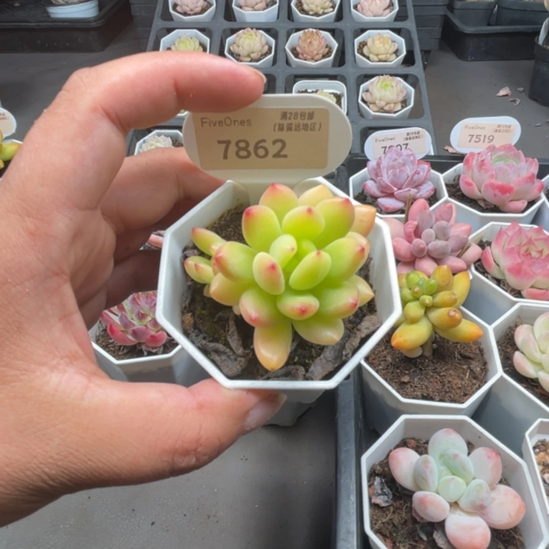 羞***羞7862春萌  5.0厘米