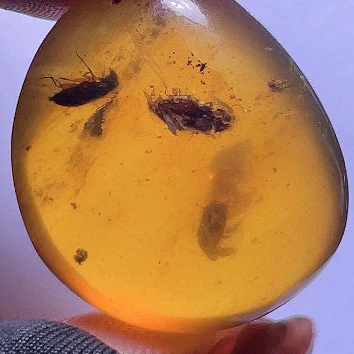 琥珀裸石未镶嵌大虫