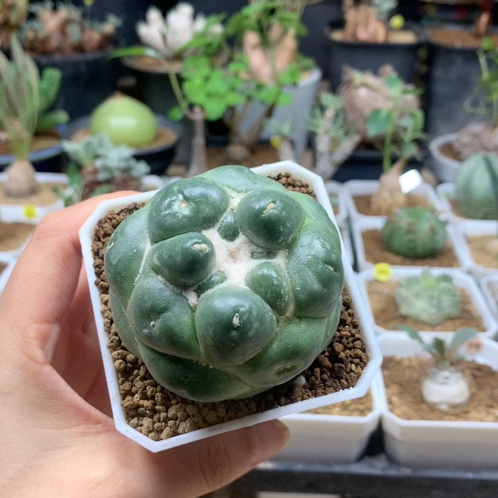 无刺象芽玉蜘蛛眼自根带盆