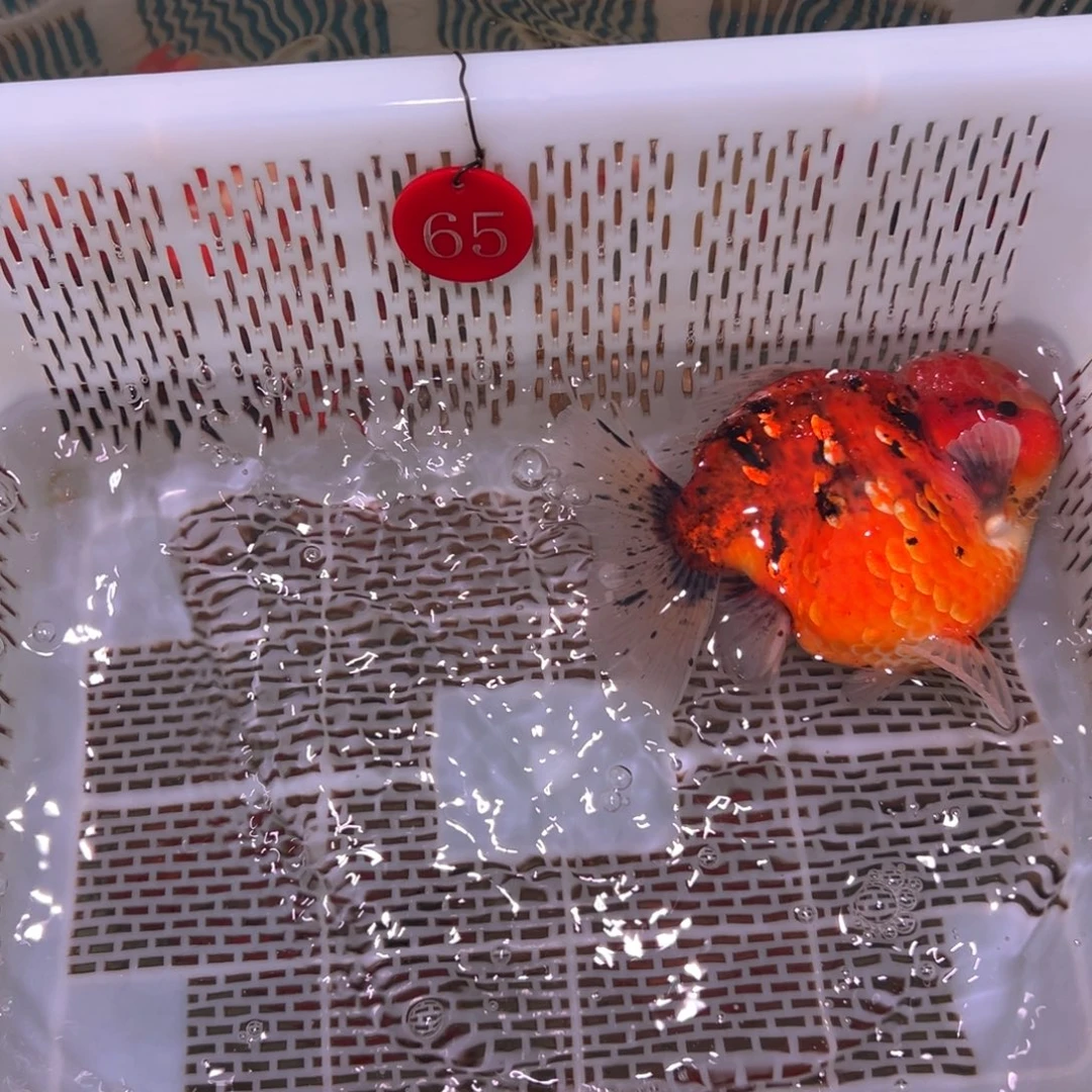 苏***爸金鱼你好吗我好想你