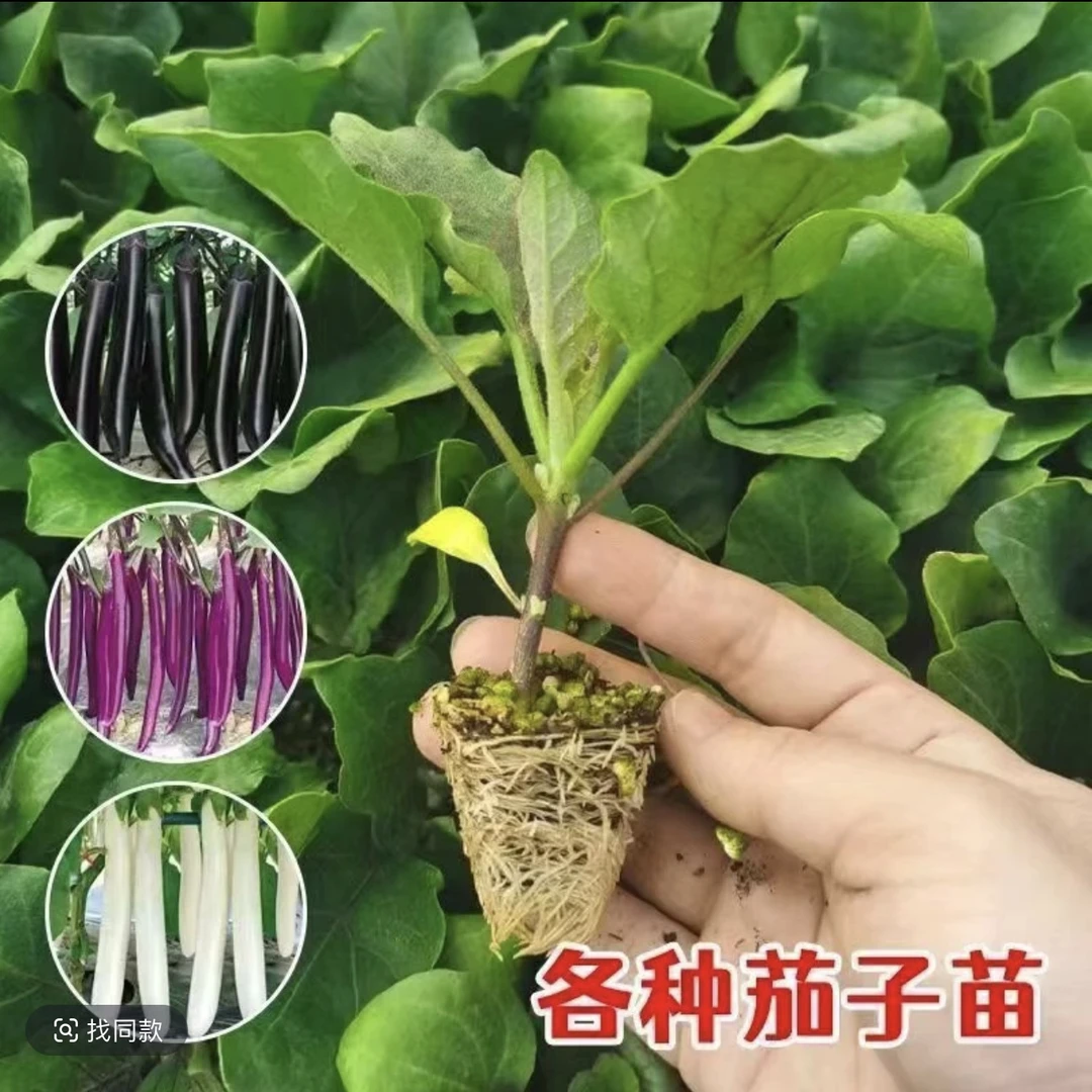 高产茄子苗紫长茄杭茄子黑长茄子青茄子秧苗四季盆栽地栽