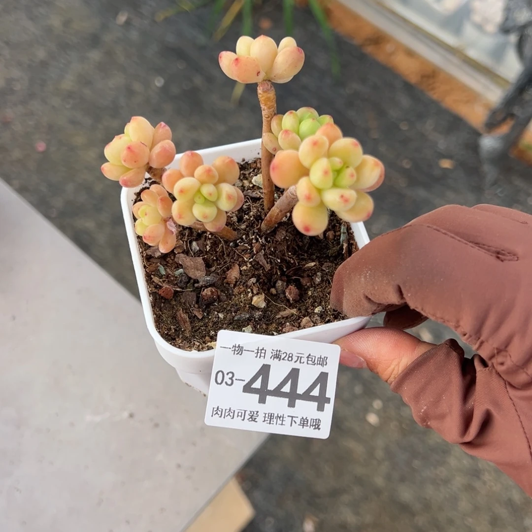 香格里拉多肉多肉，