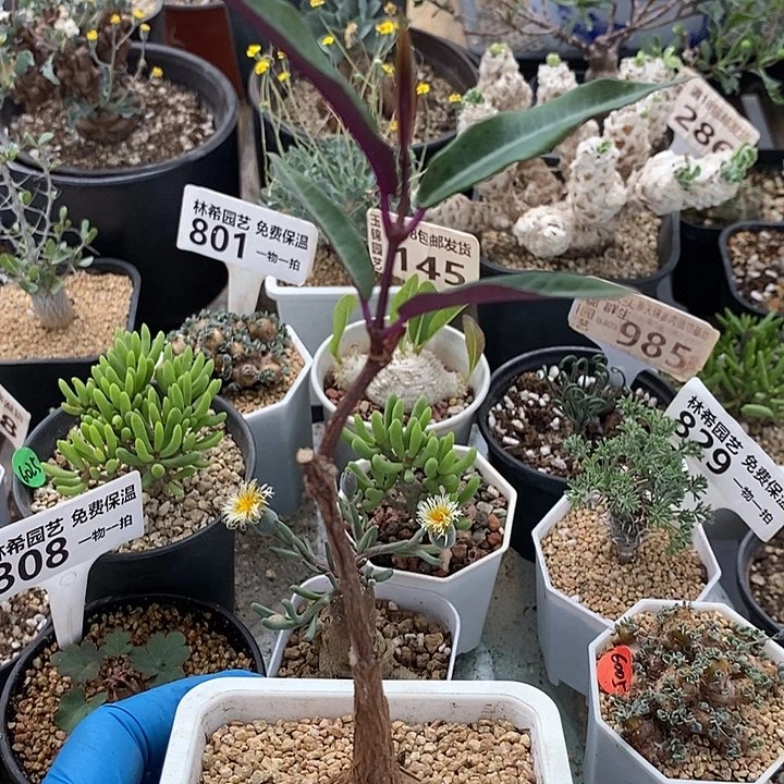 825紫背罗摩一一一一