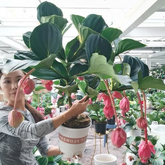 冬***！完全开放10花苞玫红