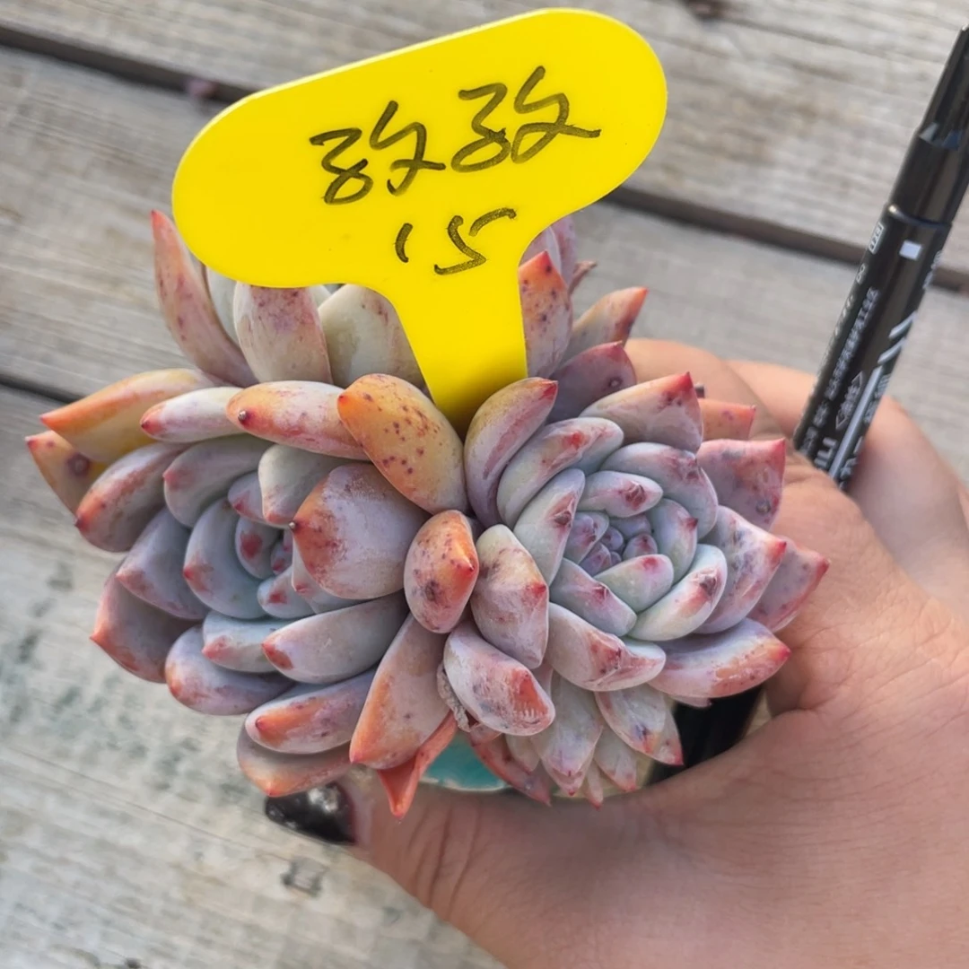 孜**娟星影三头一颗15