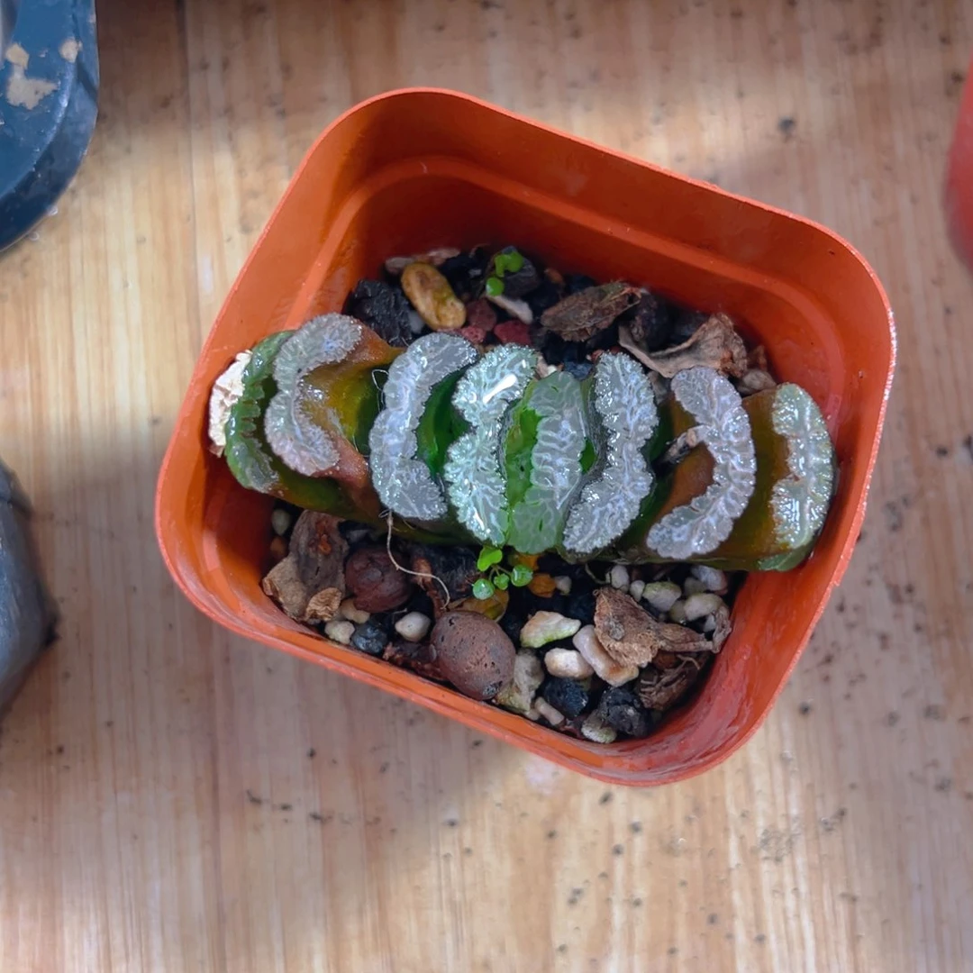 白纹玉扇多dy肉1