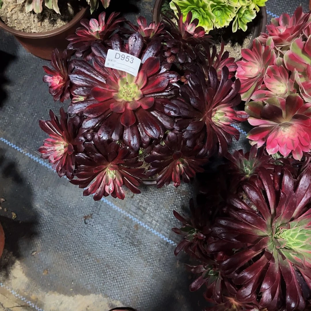 完全开放多肉植物953黑天鹅