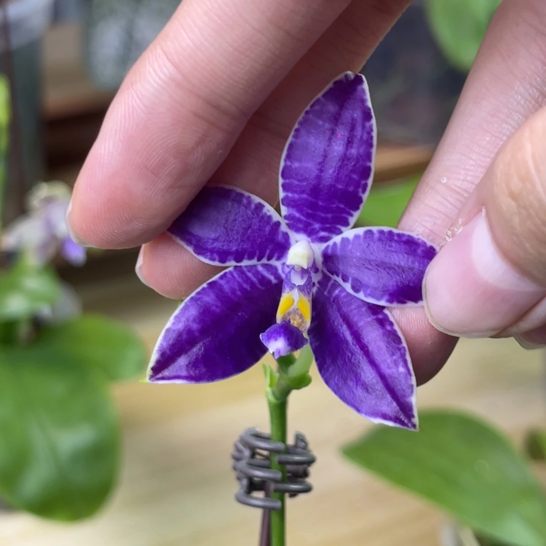 完全开放柳林3585-061