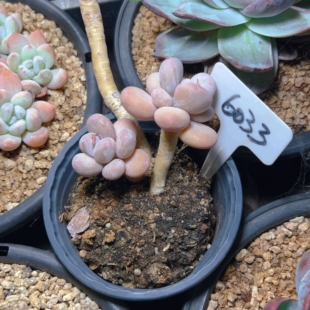 就****?三头奶酪6033号一物一拍